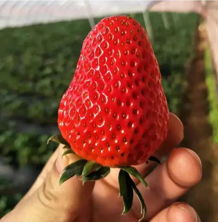 BowLift | CREAM-STRAWBERRY –Year-round strawberry seeds–High yield!
