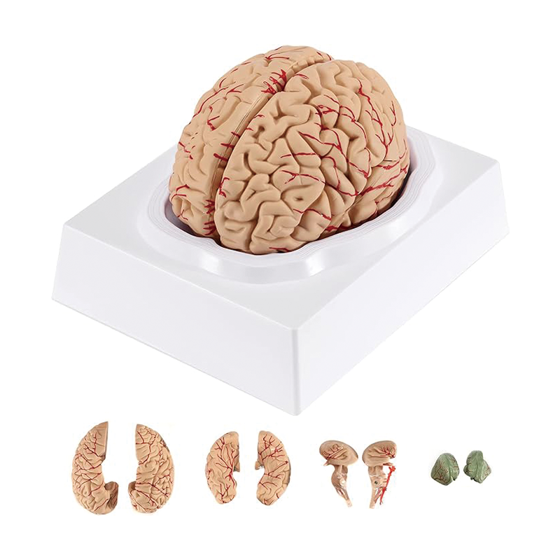 BowLift | Human Brain Model Anatomy,Medical Teaching Model, Detachable Brain Model for Science Research Teaching Learning Classroom Study Display