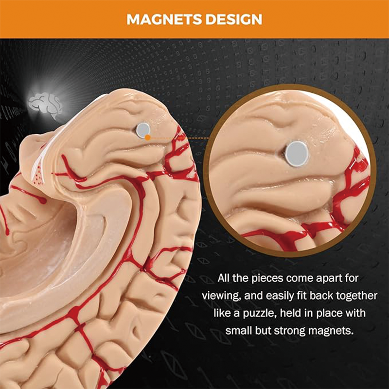 BowLift | Human Brain Model Anatomy,Medical Teaching Model, Detachable Brain Model for Science Research Teaching Learning Classroom Study Display