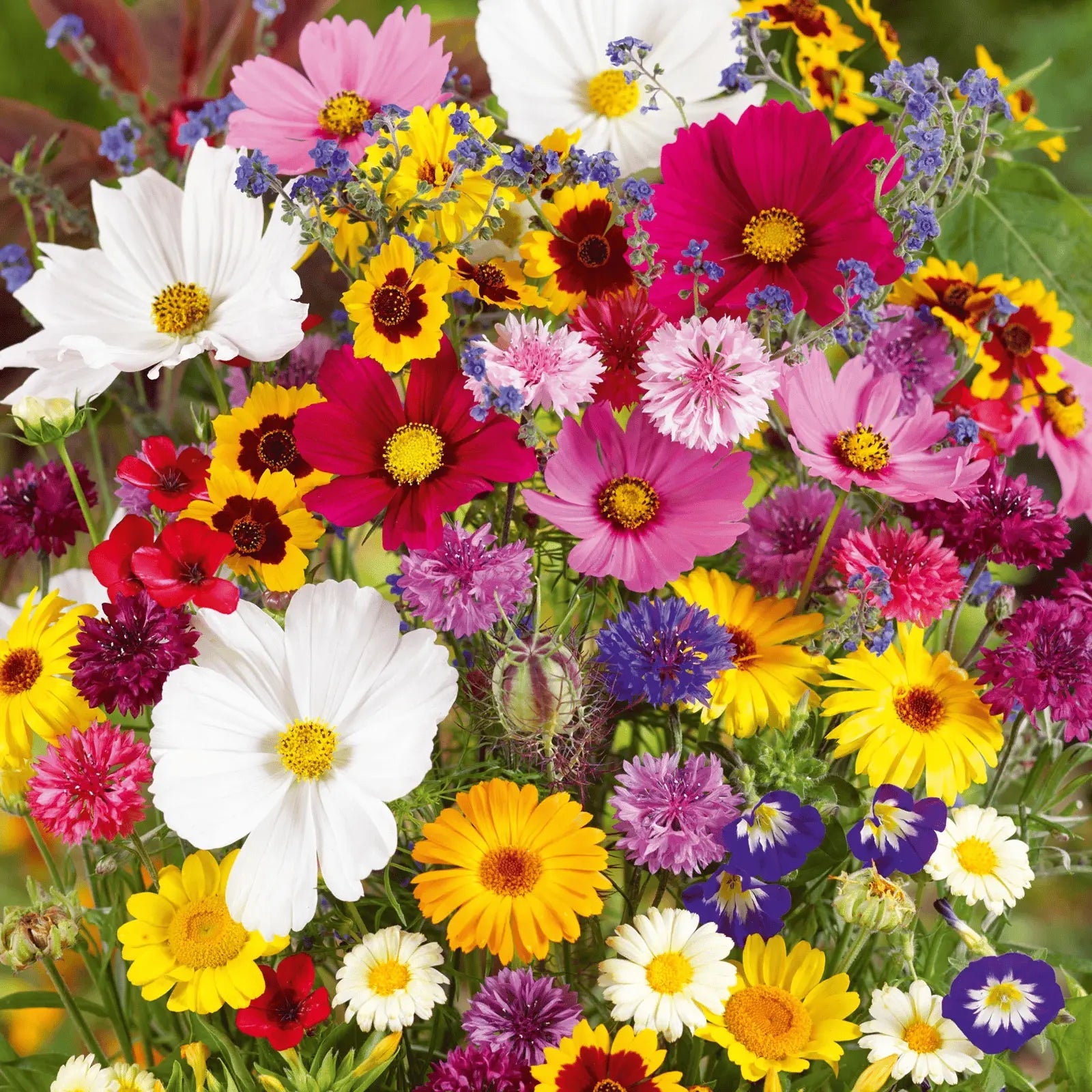 BowLift | Perennial Flower Mix for Year-Round Blossom Beauty
