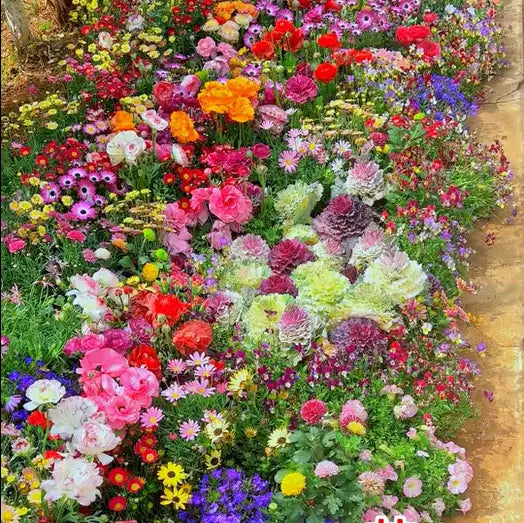 BowLift | Perennial Flower Mix for Year-Round Blossom Beauty