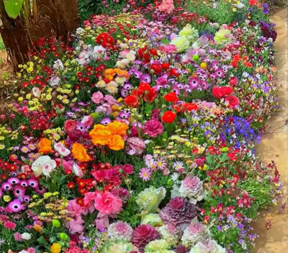 BowLift | Perennial Flower Mix for Year-Round Blossom Beauty