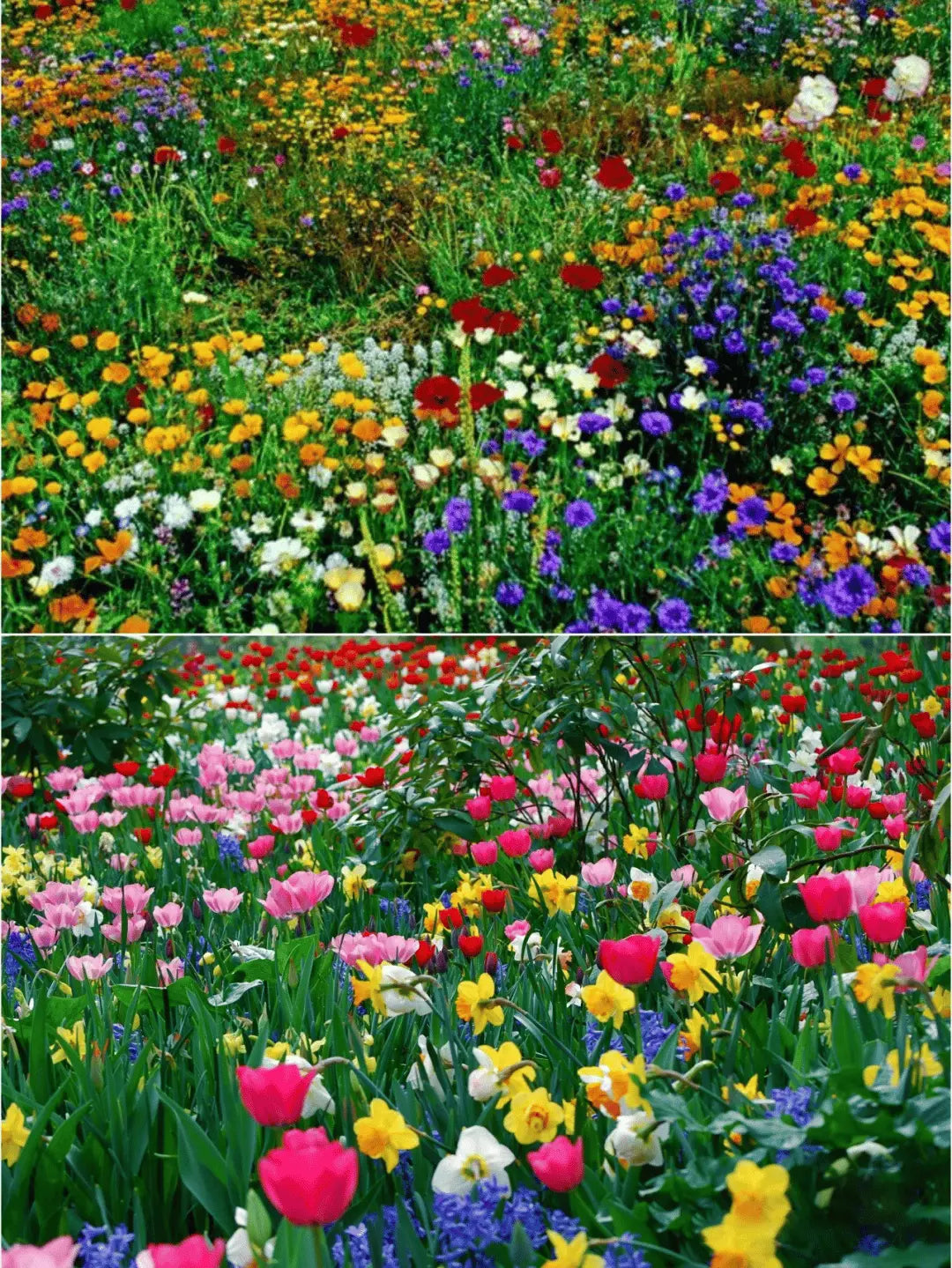 BowLift | Perennial Flower Mix for Year-Round Blossom Beauty