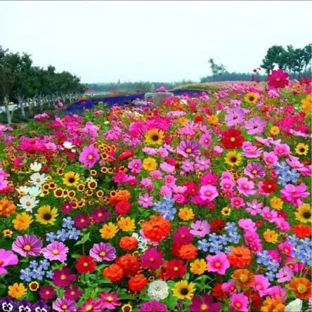 BowLift | Perennial Flower Mix for Year-Round Blossom Beauty