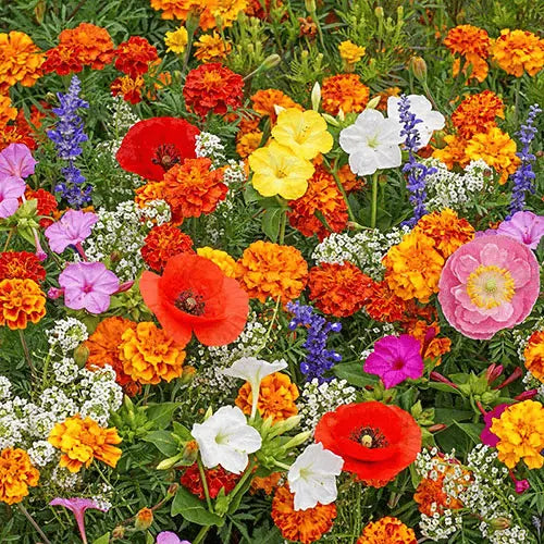 BowLift | Perennial Flower Mix for Year-Round Blossom Beauty