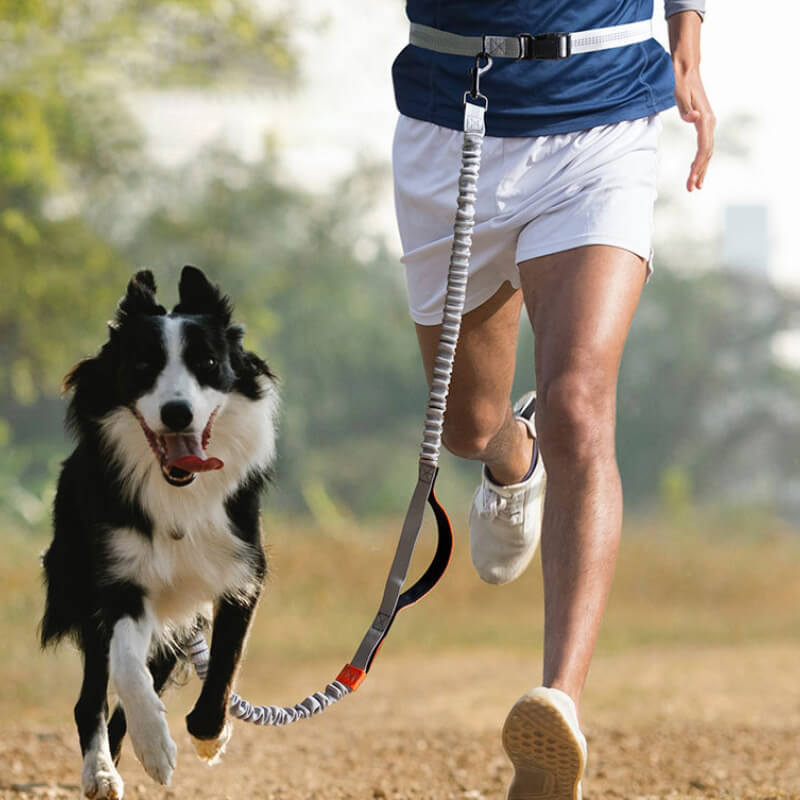 BowLift | Telescopic Double Grip Multifunctional Dog Leash