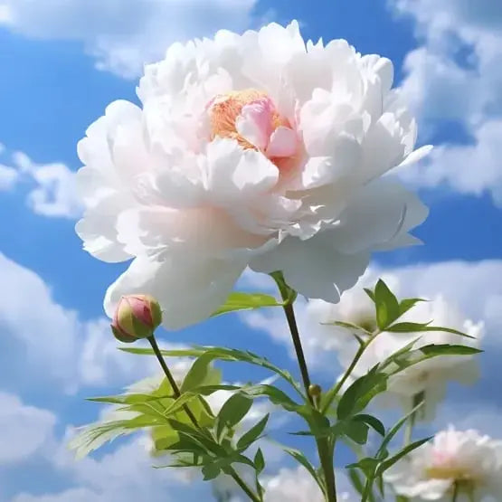 BowLift | Peony Seeds “Double Petaled Piani” – Queen of Flowers for Your Garden