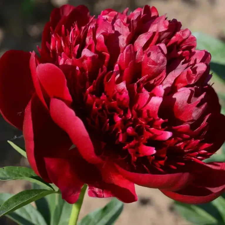 BowLift | Peony Seeds “Double Petaled Piani” – Queen of Flowers for Your Garden