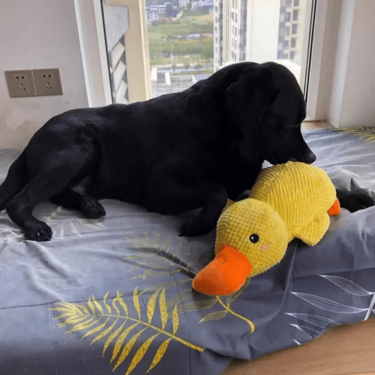 BowLift | SnuggleBeak Plush Toy for Dogs | Soft Squeaky Duck | Durable Cuddly Toy | Comfort Toy | Dog Accessories
