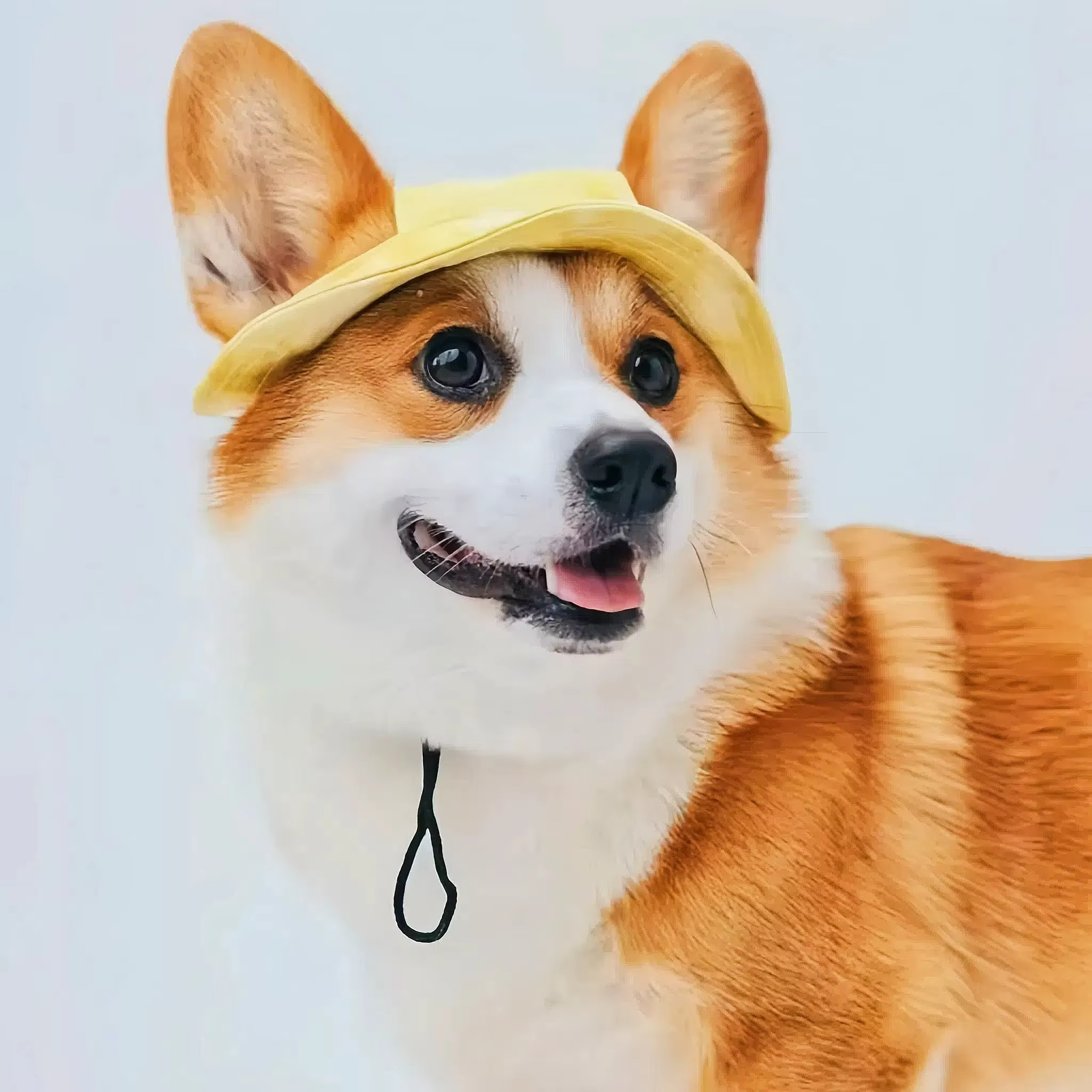 BowLift | Chic Pet Sun Hat - Lightweight & Stylish Sun Protection for Dogs and Cats