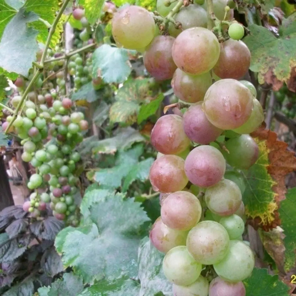 BowLift | Together for seedless grape vine – Low maintenance & no trellis required
