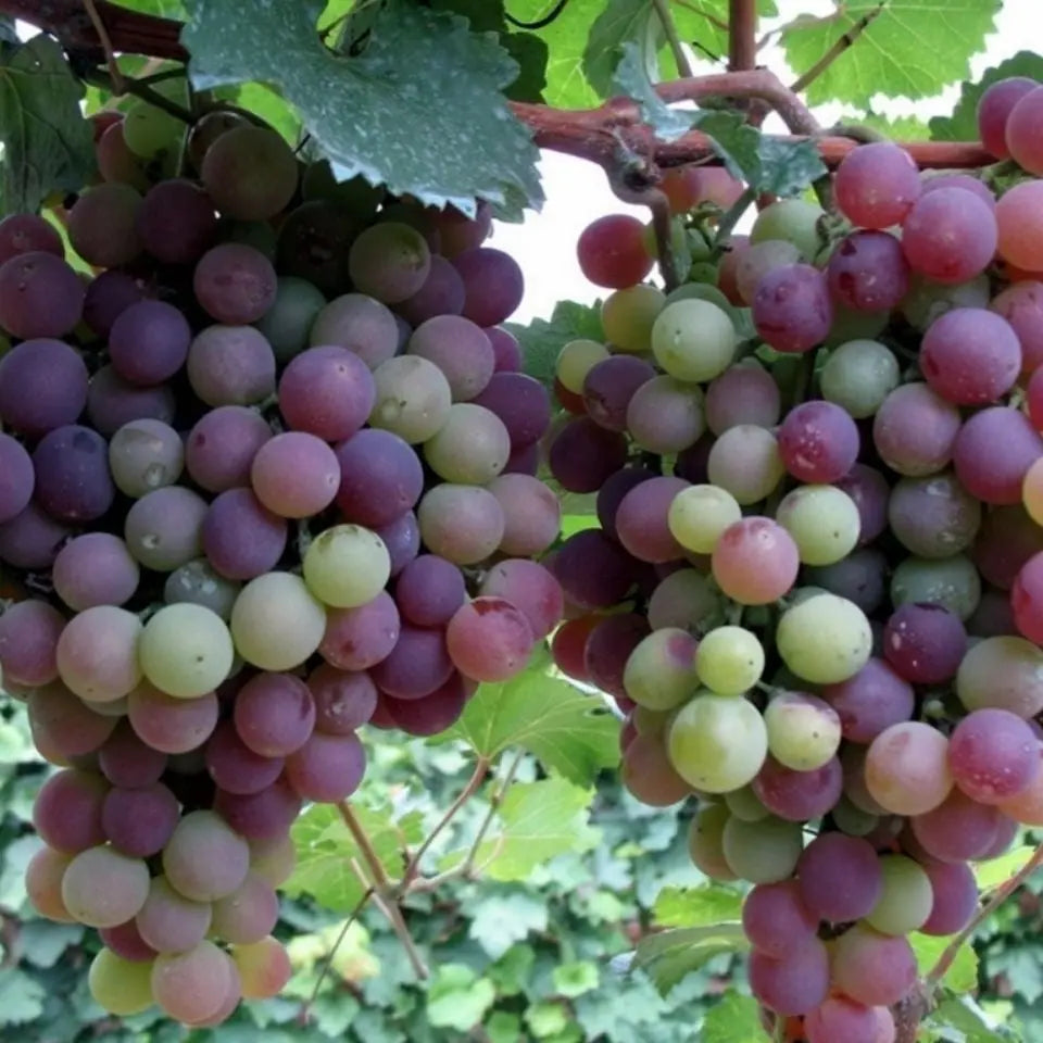 BowLift | Together for seedless grape vine – Low maintenance & no trellis required