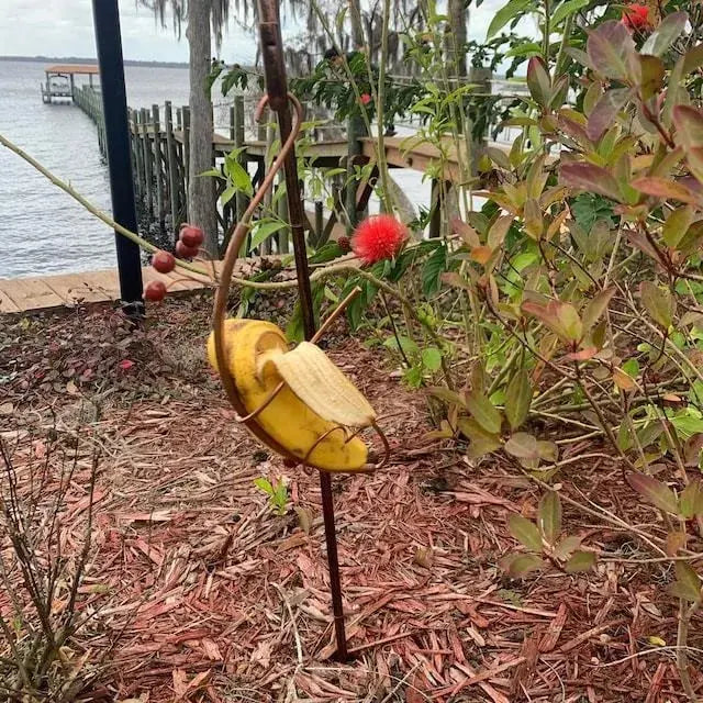 BowLift | Butterfly Banana Holder – Natural Attraction