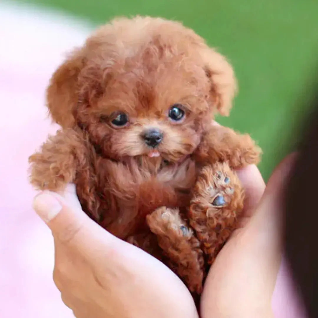 BowLift | Ultra-realistic robot puppy with lifelike movements