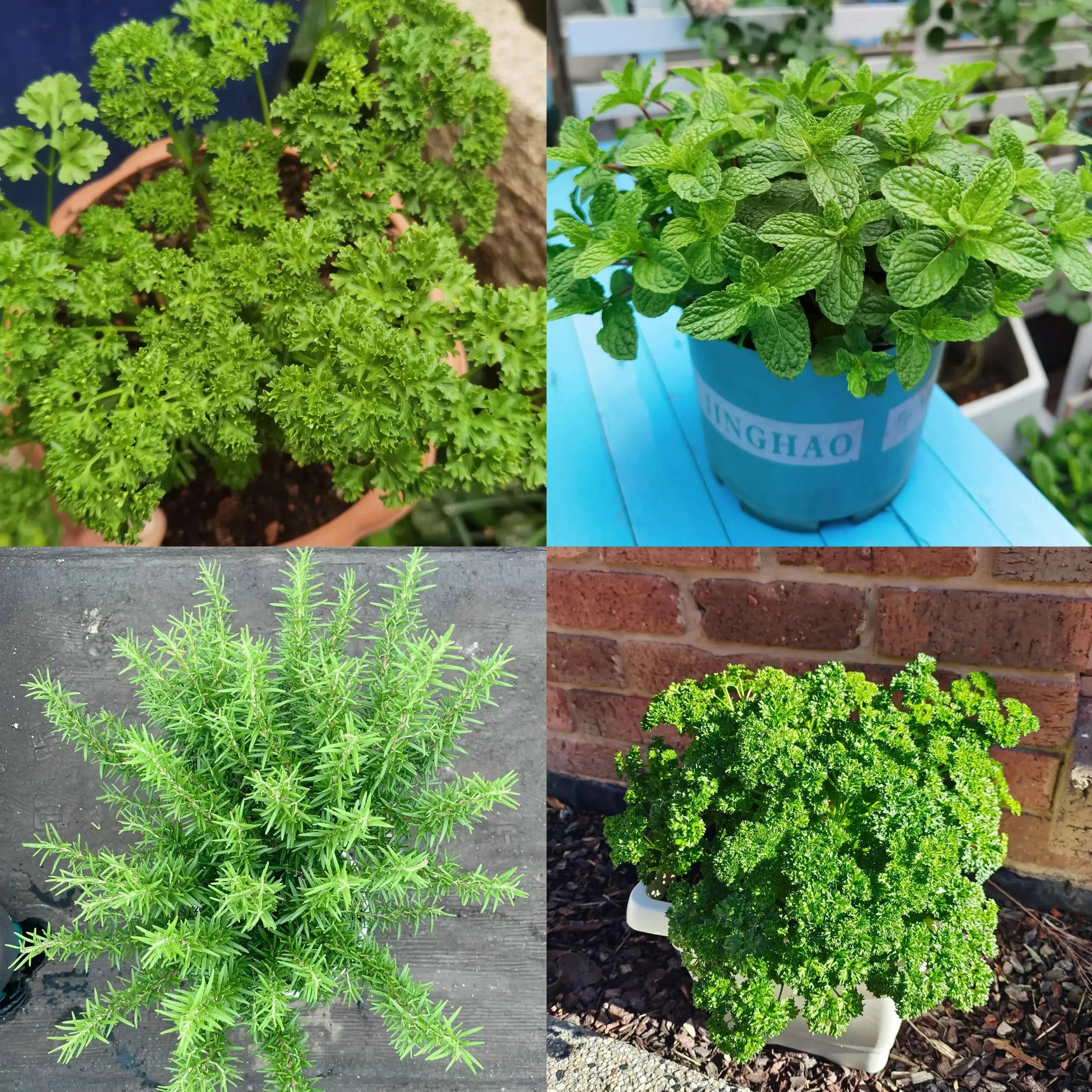 BowLift | Eco-friendly Plantable Seed Calendar 2025 – Grow Year-Round