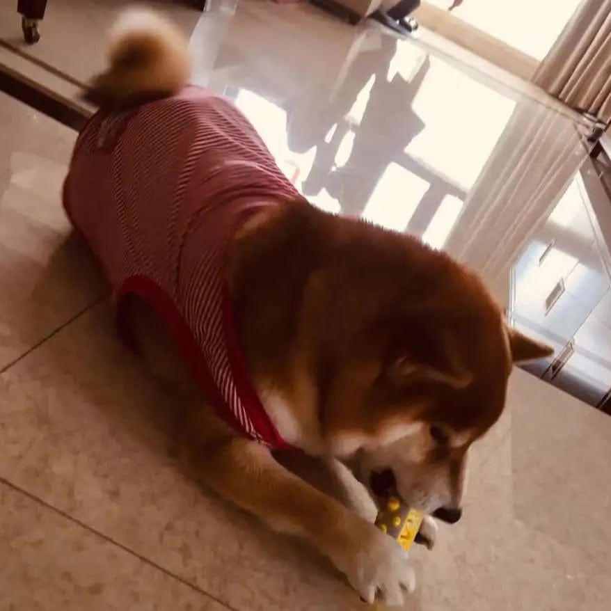 BowLift | Fragrant Dog Toy with Gentle Herbal Infusion