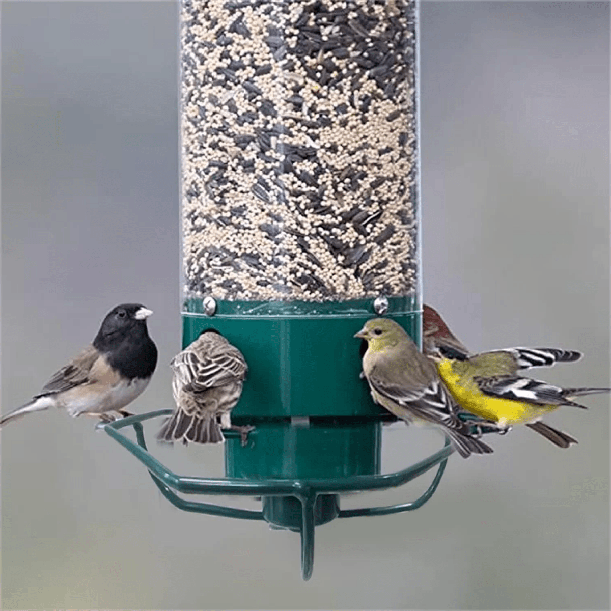 BowLift | FEEDERGUARD – Squirrel-Proof Birdhouse for the Garden