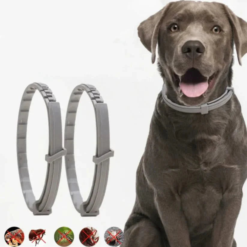 BowLift | Flea & Tick Protection Collar for Dogs & Cats