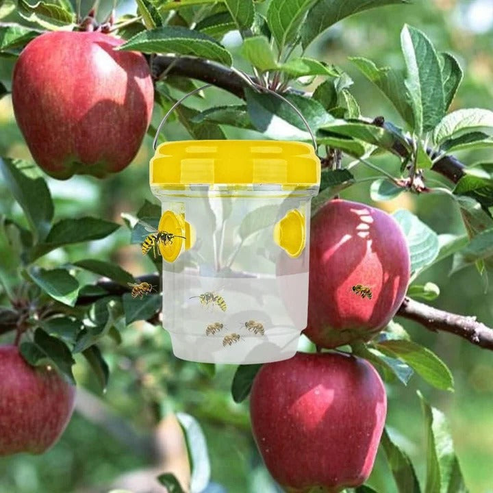 BowLift | Insect Fruit Fly Traps
