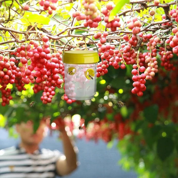 BowLift | Insect Fruit Fly Traps