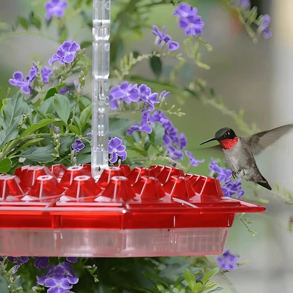 BowLift | Hummingbird Feeder With Built-In Ant Moat