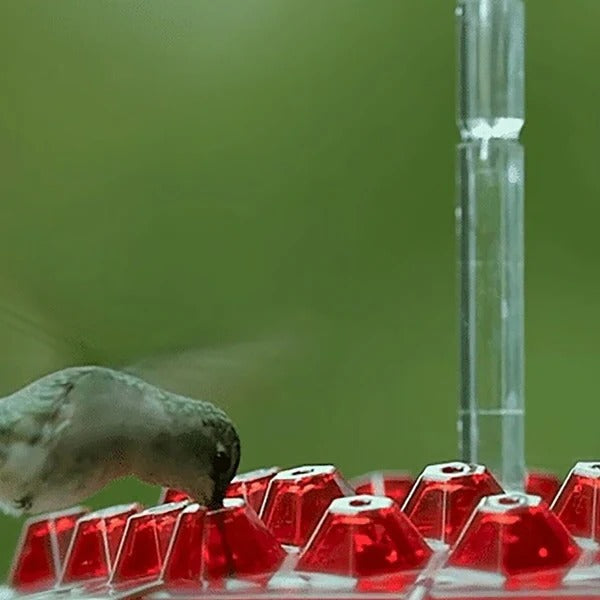 BowLift | Hummingbird Feeder With Built-In Ant Moat